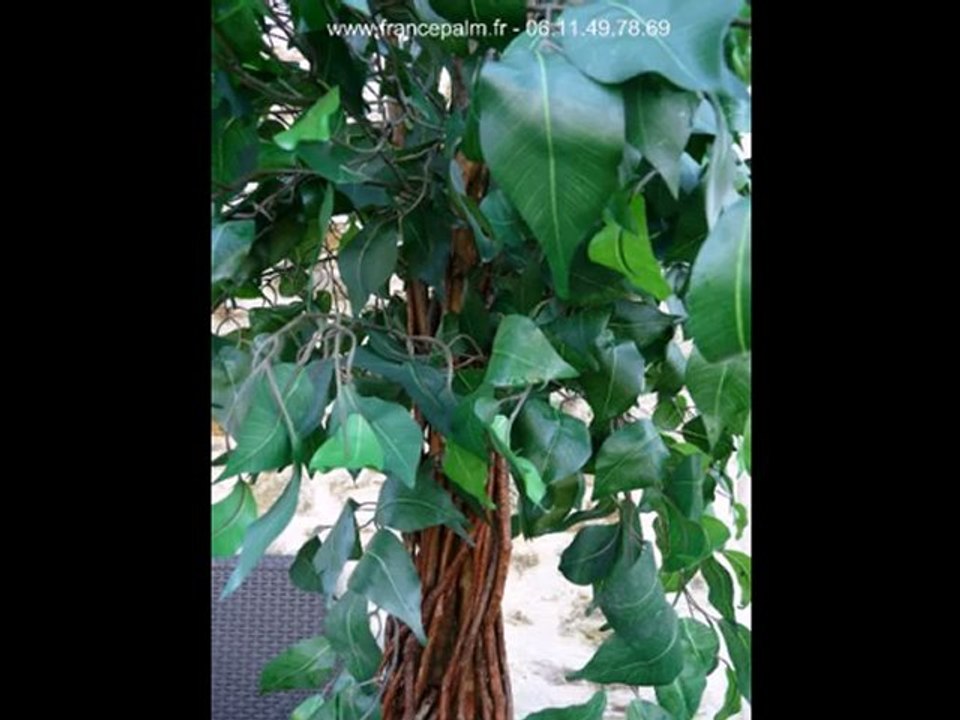 Location ficus 1m80
