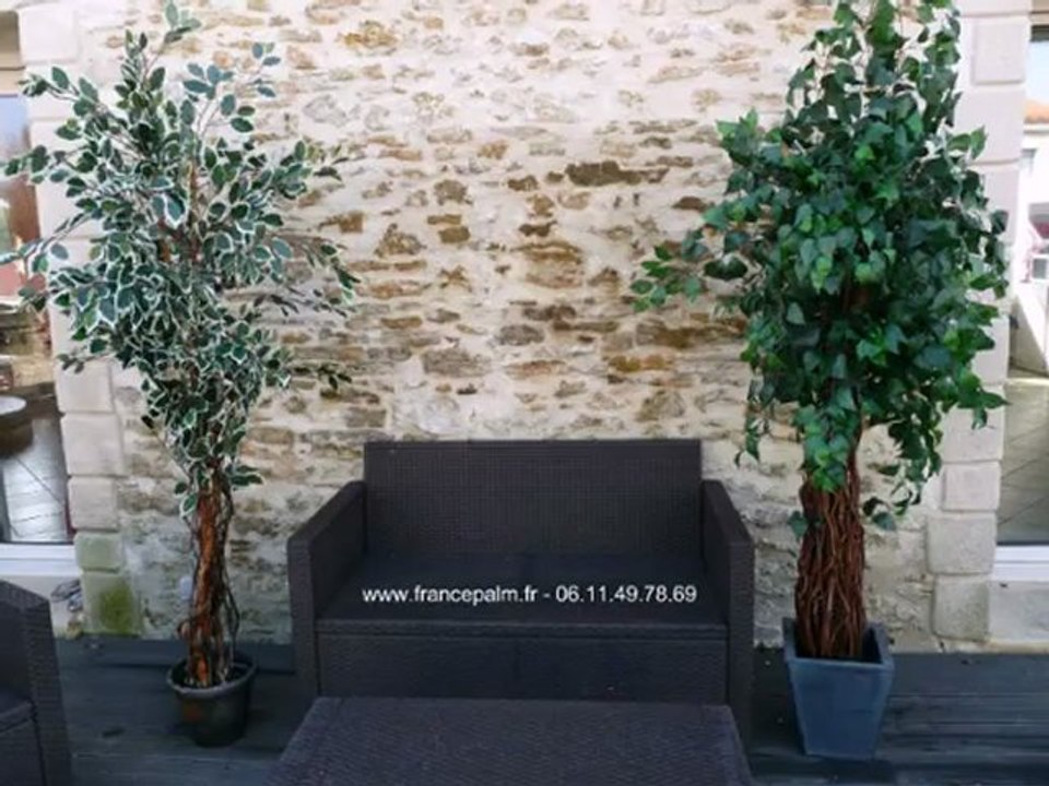 location Ficus argente 2m00