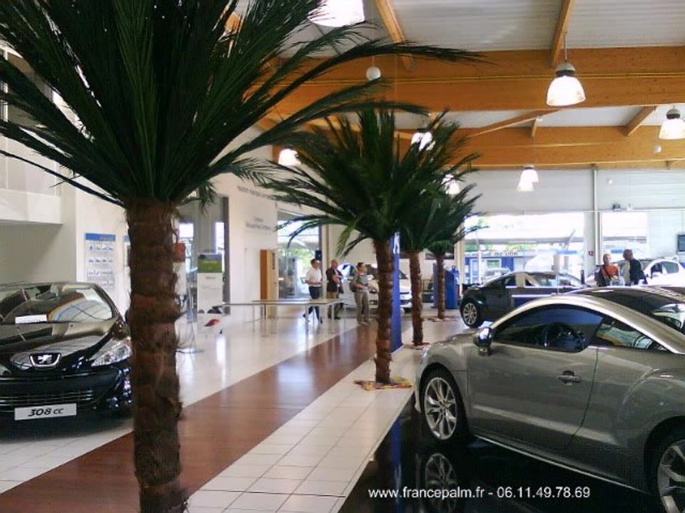 Location palmier 2m50