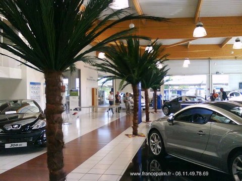 Location palmier 2m50