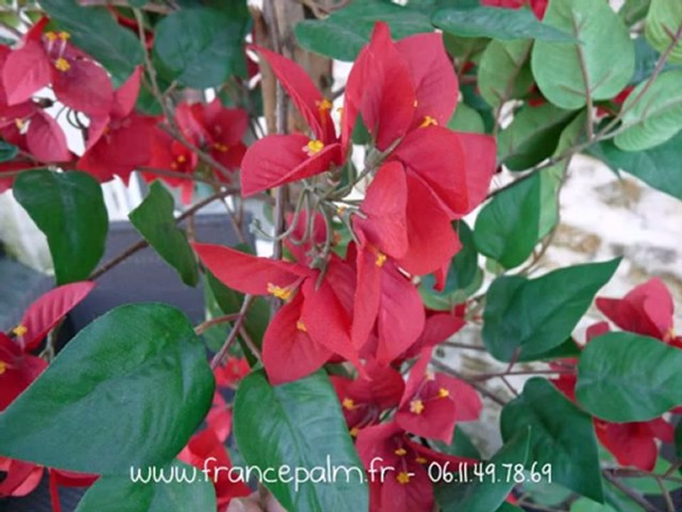 Diaporama de nos plantes en location - www.prestige-deco.fr