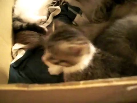 CHATONS QUI MIAULE TROP MIGNON BEBE CHAT QUI JOUE