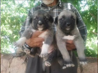 KANGAL SEVDASI  ÜRETİM CİFTLİGİ www.tekkangal.tr.gg