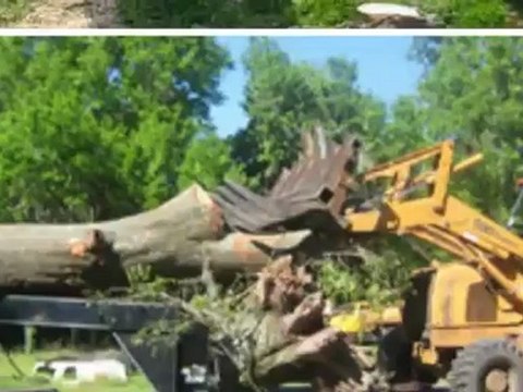 Doctor Tree - (301) 745-5177