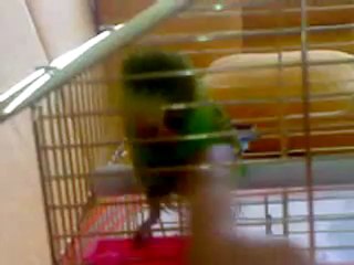 bıcırık cici kuş ve aşkım