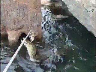 Alimentación de los cocodrilos (Bioparc Valencia)