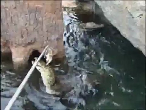 Alimentación de los cocodrilos (Bioparc Valencia)