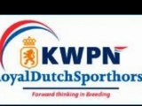HP Stables Dutch warmblood dressage horses for sale Holland Netherlands