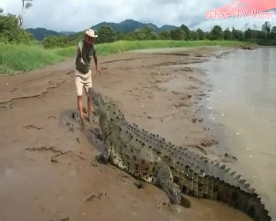 incroyable crocodile