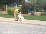 Tulsa Dog Training - White German Shepherd