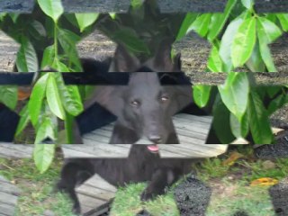 Goldy Agility épisode 2