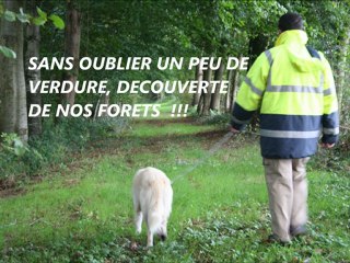 COLONIE VACANCES CHIENS 2