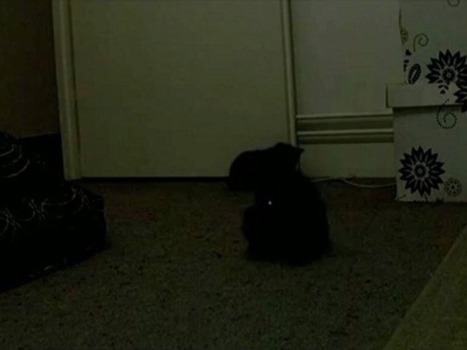 dark fight