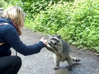 Ratons laveurs de Stanley Park
