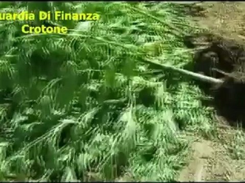 Crotone - Scoperta piantagione di canapa indiana (21.06.12)