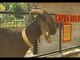 Napoli - SOS zoo, muro virtuale su internet per adottare gli animali (21.06.12)