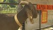 Napoli - SOS zoo, muro virtuale su internet per adottare gli animali (21.06.12)