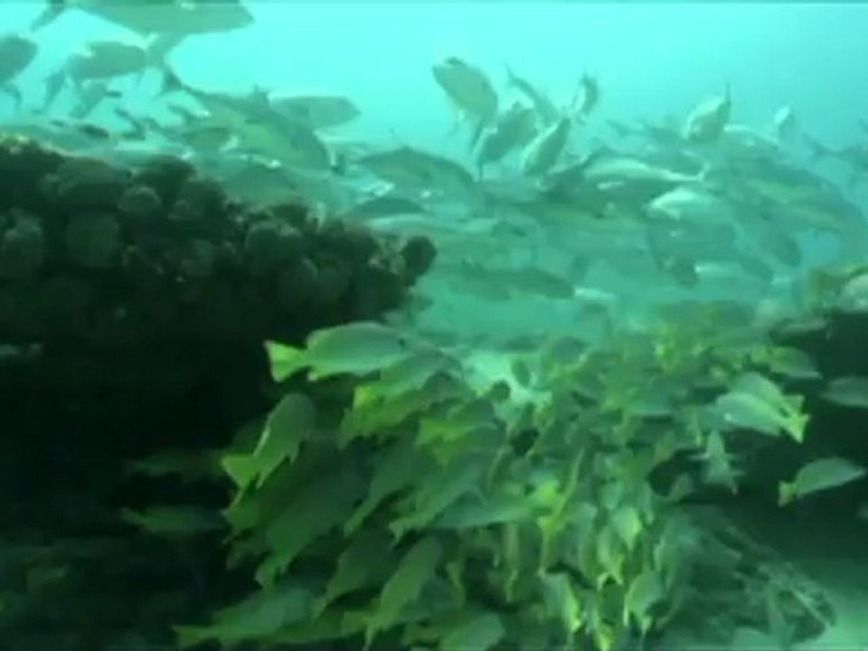 Meeresparadies in Mexiko bedroht von Massentourismus