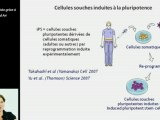 Cellules souches induites à la pluripotence (iPS) vs cellules souches embryonnaires humaines