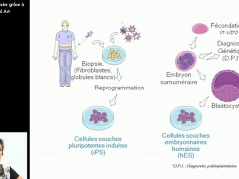 Potentiel des cellules souches pluripotentes humaines
