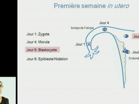 Replacer les cellules souches embryonnaires humaines dans le développement embryonnaire et foetal