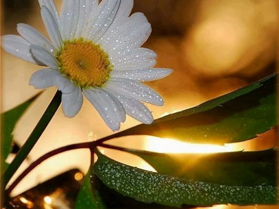 ᏊᏩйᏝᏊö௱rй௱ ᏊMUSTAFA CECELİ Ꮚ ES Ꮚ