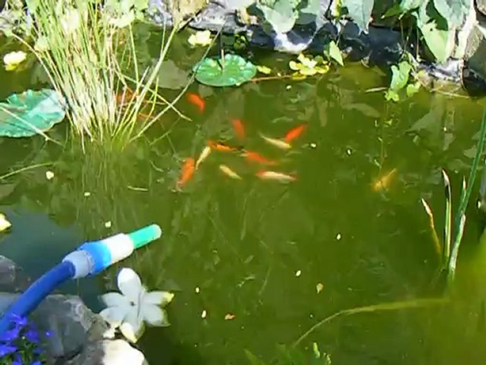 les carpes japonaises