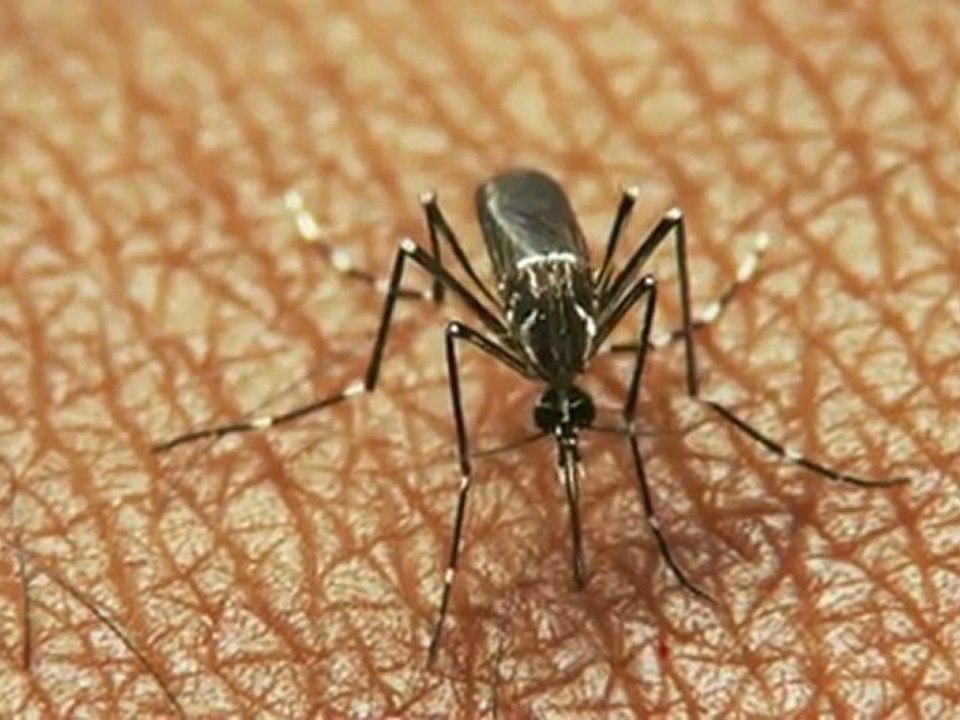 La chasse aux moustiques tigres est lancée en Rhône-Alpes