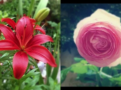 Jardin Printemps 2012