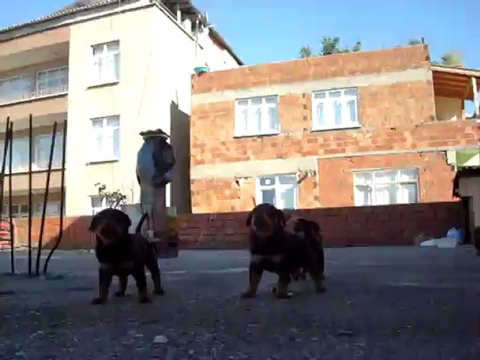 MOV01536