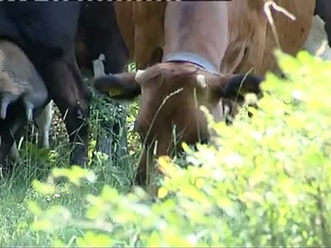 ЗА ЩАСТЛИВИТЕ ЖИВОТНИ