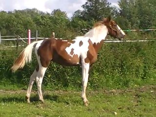 Brooklyn de la Fosse par Sioux du Godion - 1 an.