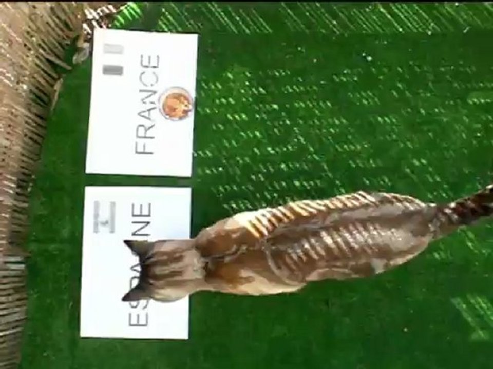 Frimousse Spiritus - France - Espagne - Euro 2012