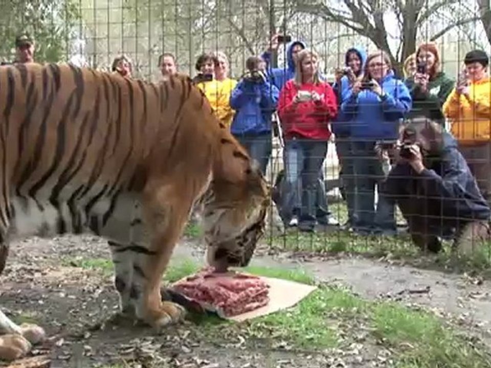 FLAVIO - The World's Oldest Tiger?