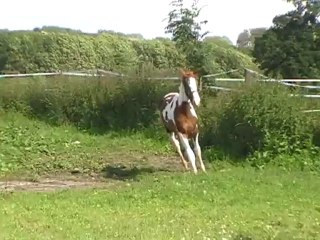 Brooklyn de la Fosse 3 par Sioux du Godion - 1 an