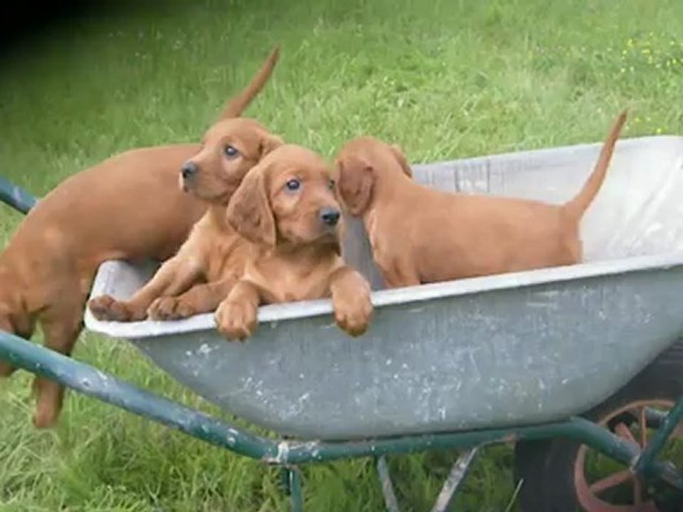 chiots setter irlandais