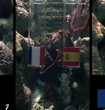 France - Espagne : la prédiction de Pierre le poulpe