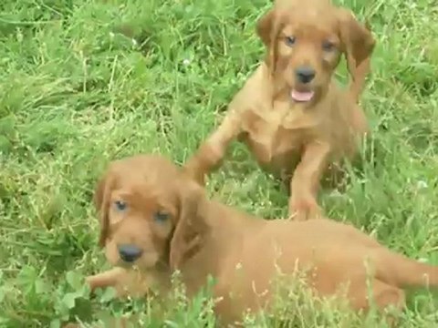 chiots setter irlandais