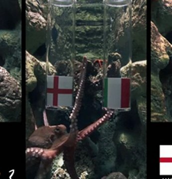 Angleterre - Italie : la prédiction de Pierre le poulpe