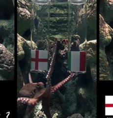 Angleterre - Italie : la prédiction de Pierre le poulpe