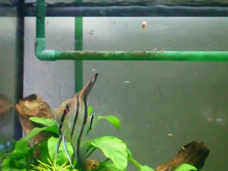 Reproduction scalaires 15, J9 de la nage libre