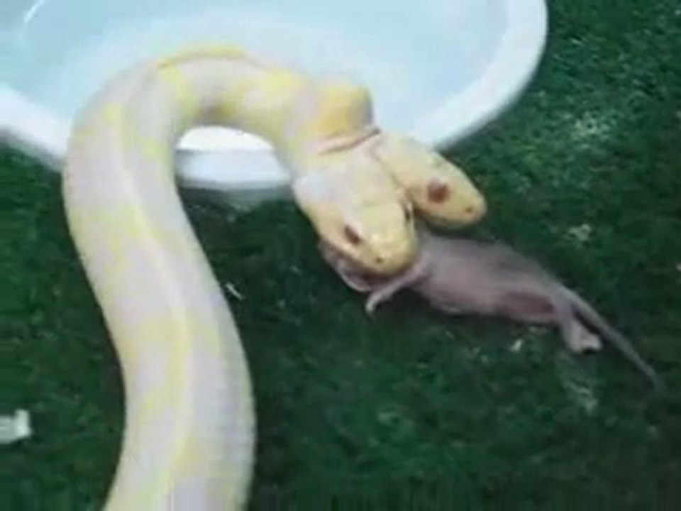 Serpent à 2 têtes