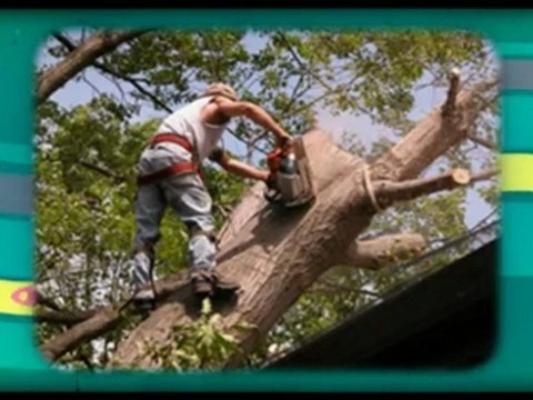 Griffin Tree Service (828) 433-5300