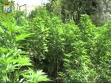 Sant'Oreste (RM) - Scoperta piantagione di marijuana (22.06.12)