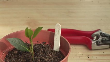 Bay Cuttings: Step-by-Step Guide 🌿