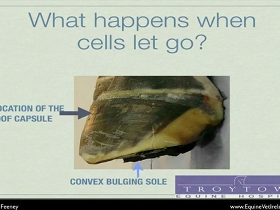 diagnosing   Laminitis in horses