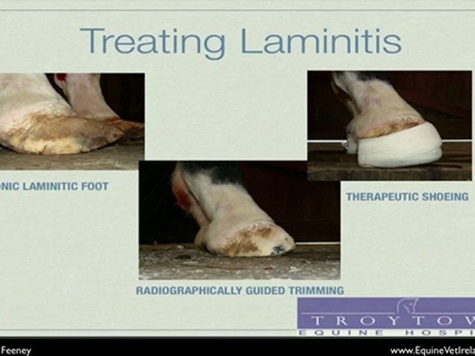 Treating  Laminitis in horses