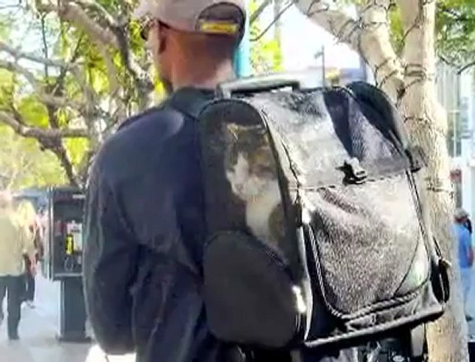 Broken Arrow OK Veterinarians - Pet Travel Tips