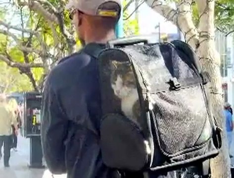 Broken Arrow OK Veterinarians - Pet Travel Tips