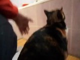 Comment une chatte accède à la baignoire